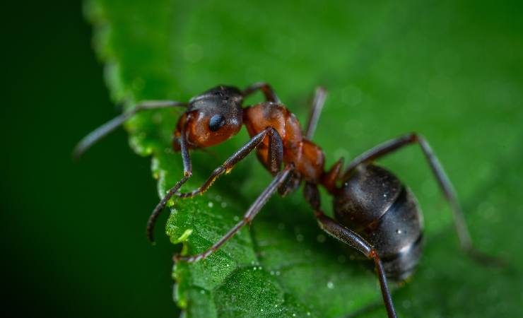 formiche fai attenzione a loro 